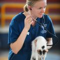 veterinaine